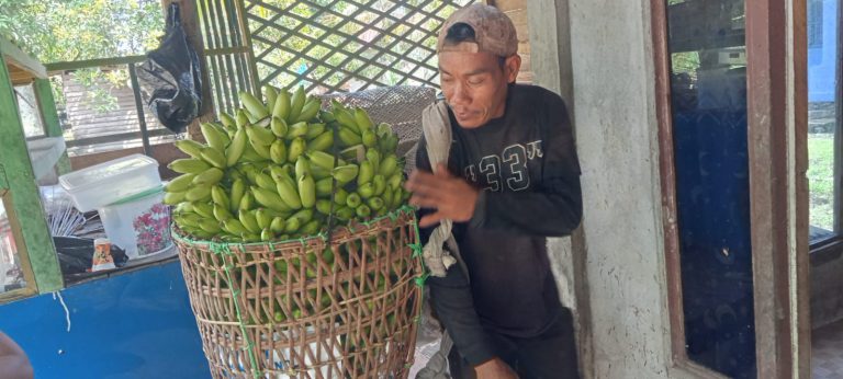 petani pisang
